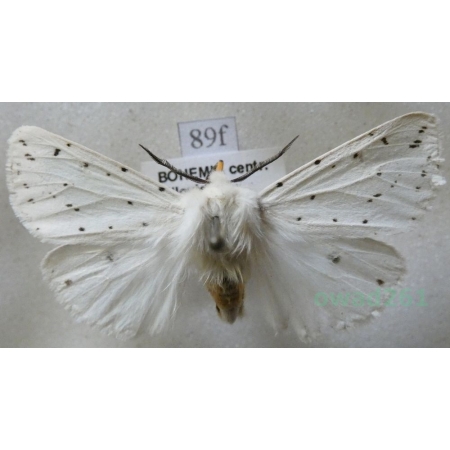 Spilosoma lubricipeda (Linnaeus, 1758) Szewnica miętówka Czech89f